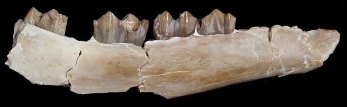 Oligocene Camel (Poebrotherium) Jaw Section #10605
